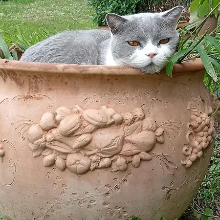 Daire Feline Bliss In Bologna Hills A Sanctuary Hosted By Cats San Lorenzo in Collina