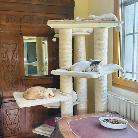Feline Bliss In Bologna Hills A Sanctuary Hosted By Cats San Lorenzo in Collina